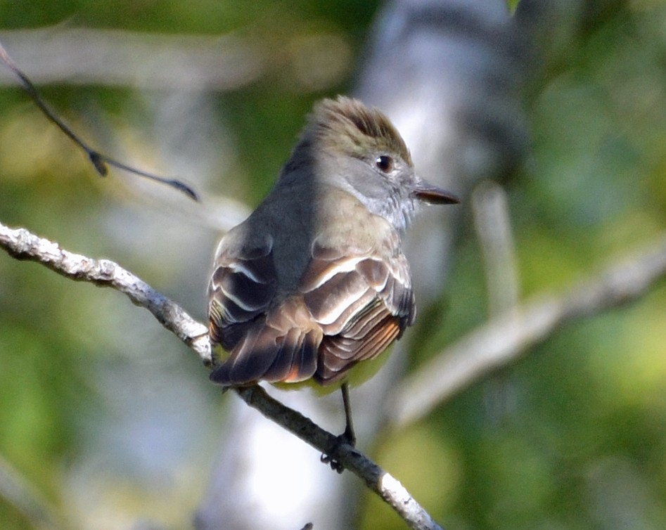 Great Crested Flycatcher - ML101677911