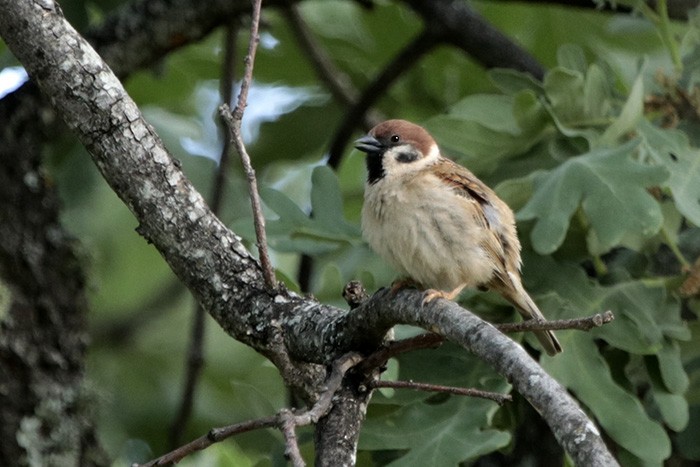 Eurasian Tree Sparrow - Francisco Barroqueiro