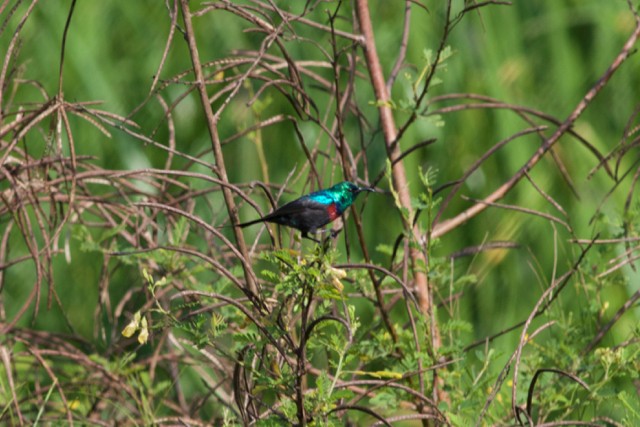 Red-chested Sunbird - ML101682651