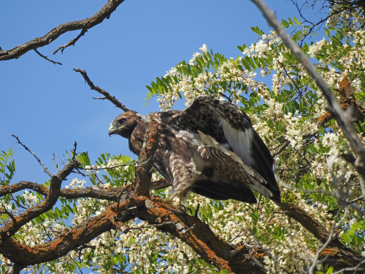 Red-tailed Hawk - ML101691431
