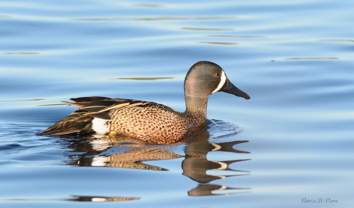 Blue-winged Teal - Patrice St-Pierre