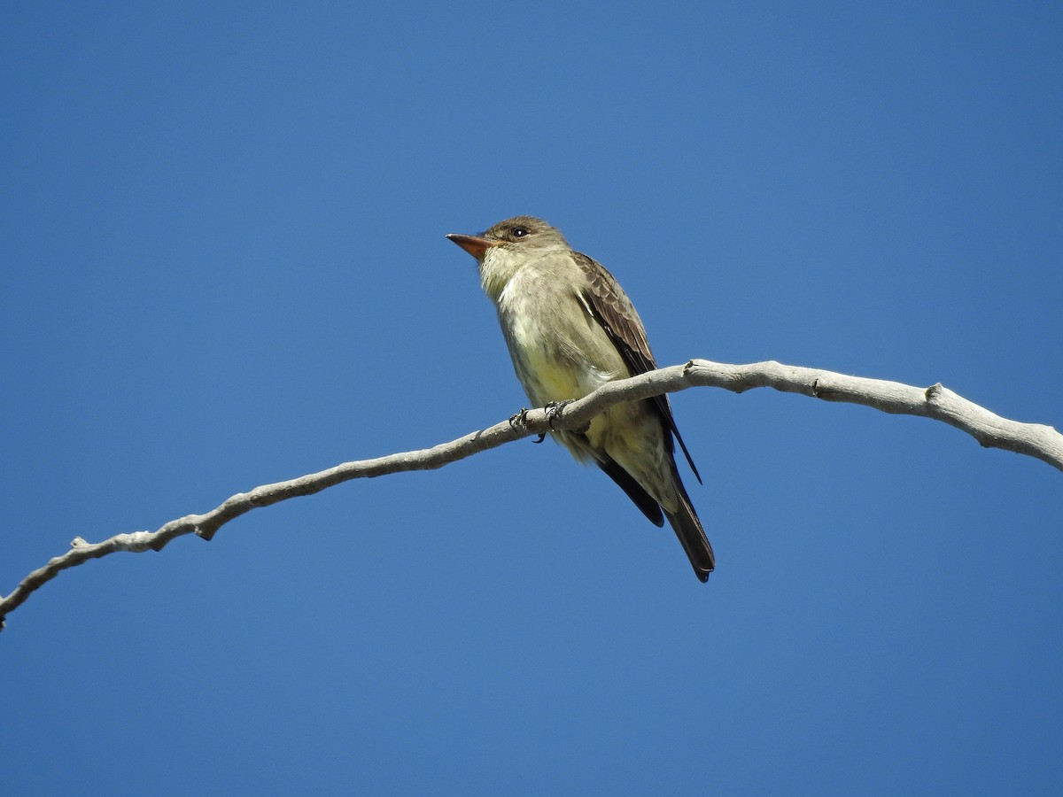 Olive-sided Flycatcher - Mary Rumple