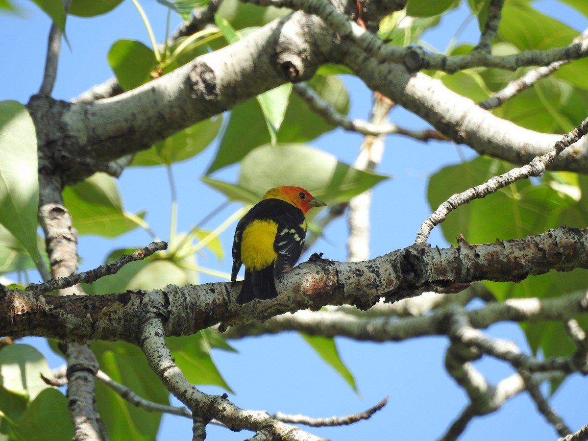 Western Tanager - ML101692401