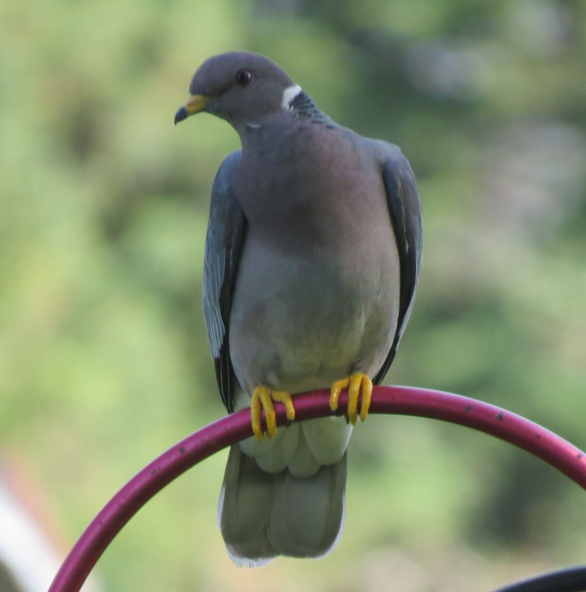 Band-tailed Pigeon - Mark A. Brogie
