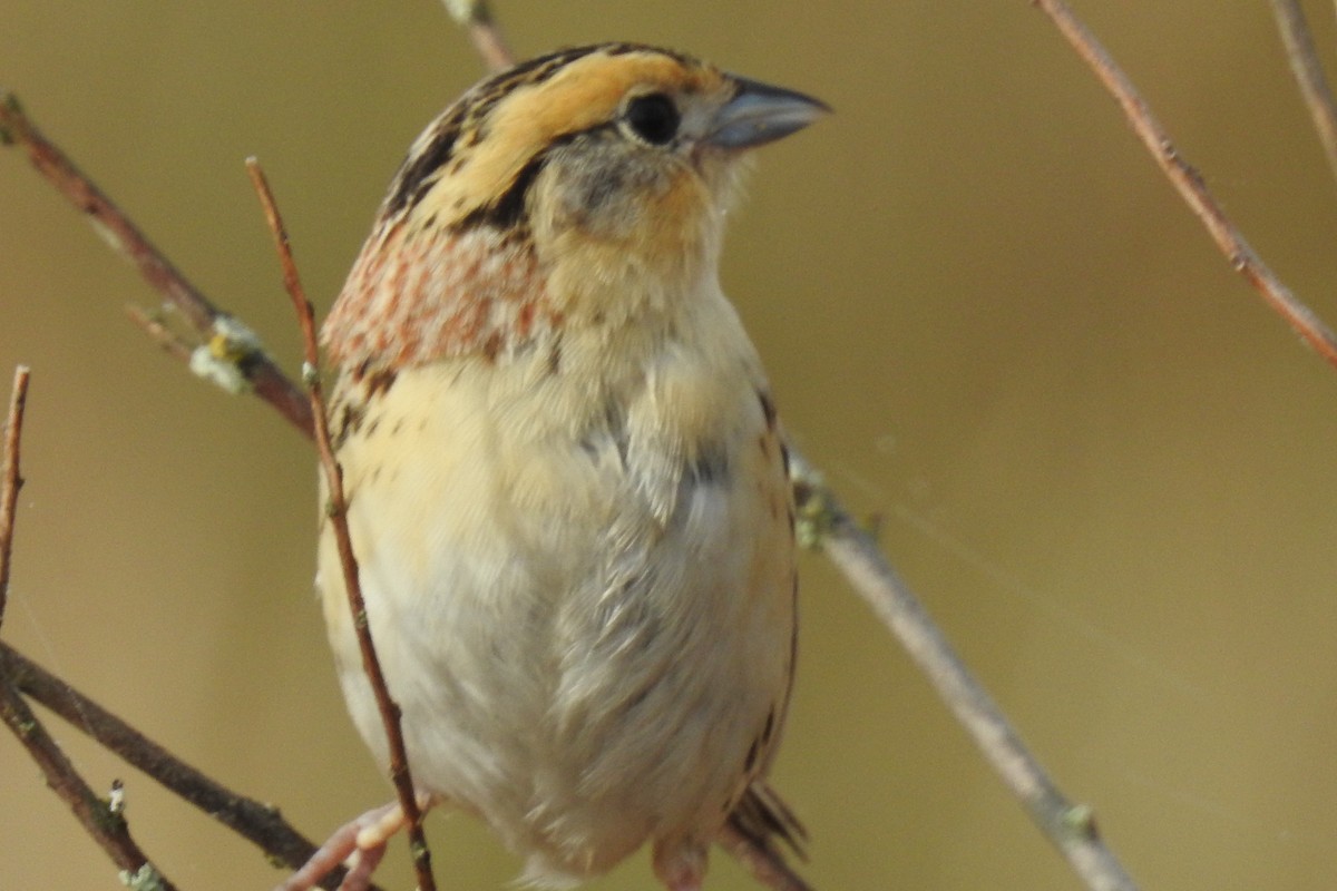 LeConte's Sparrow - Dan Belter