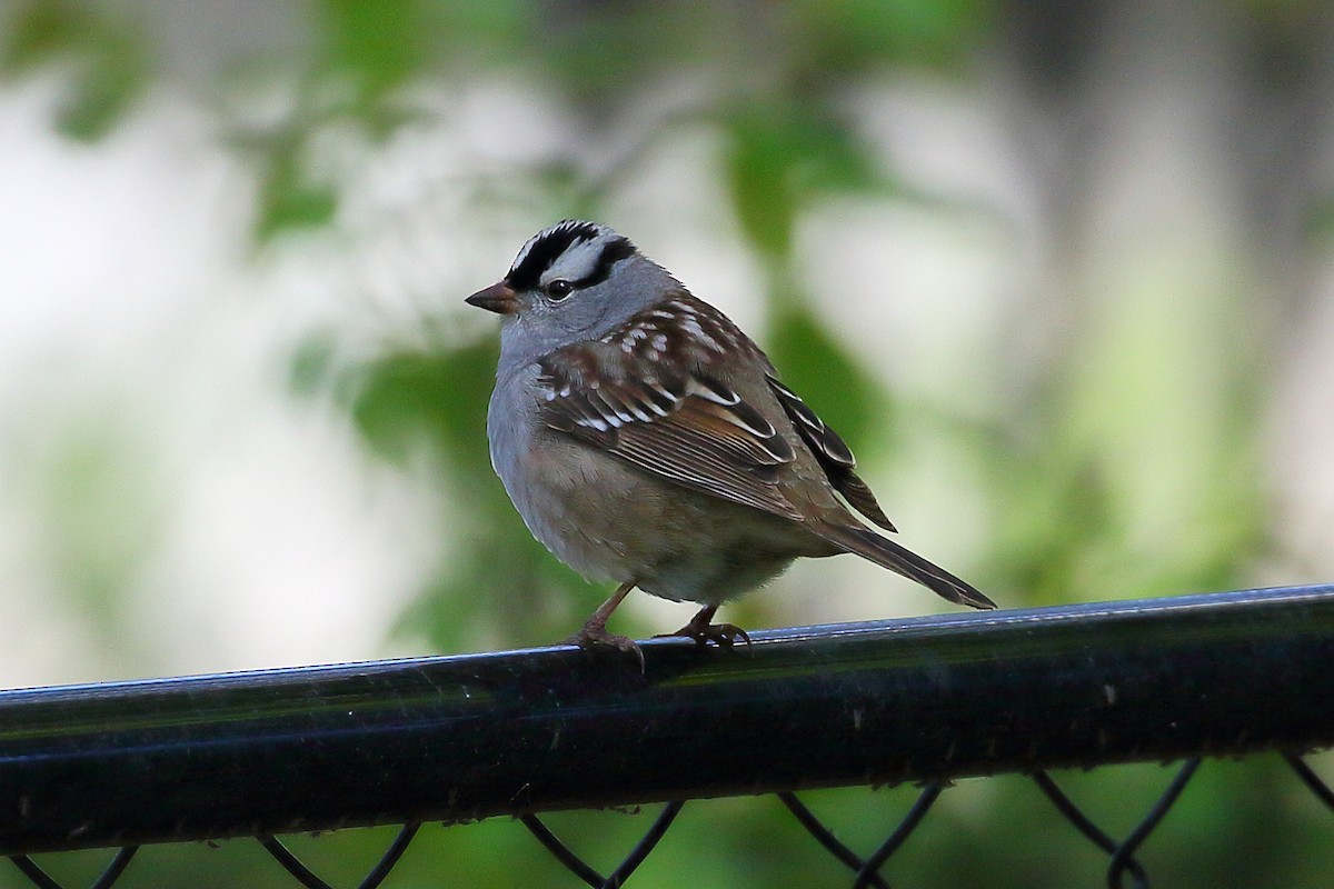 White-crowned Sparrow - Christopher Escott