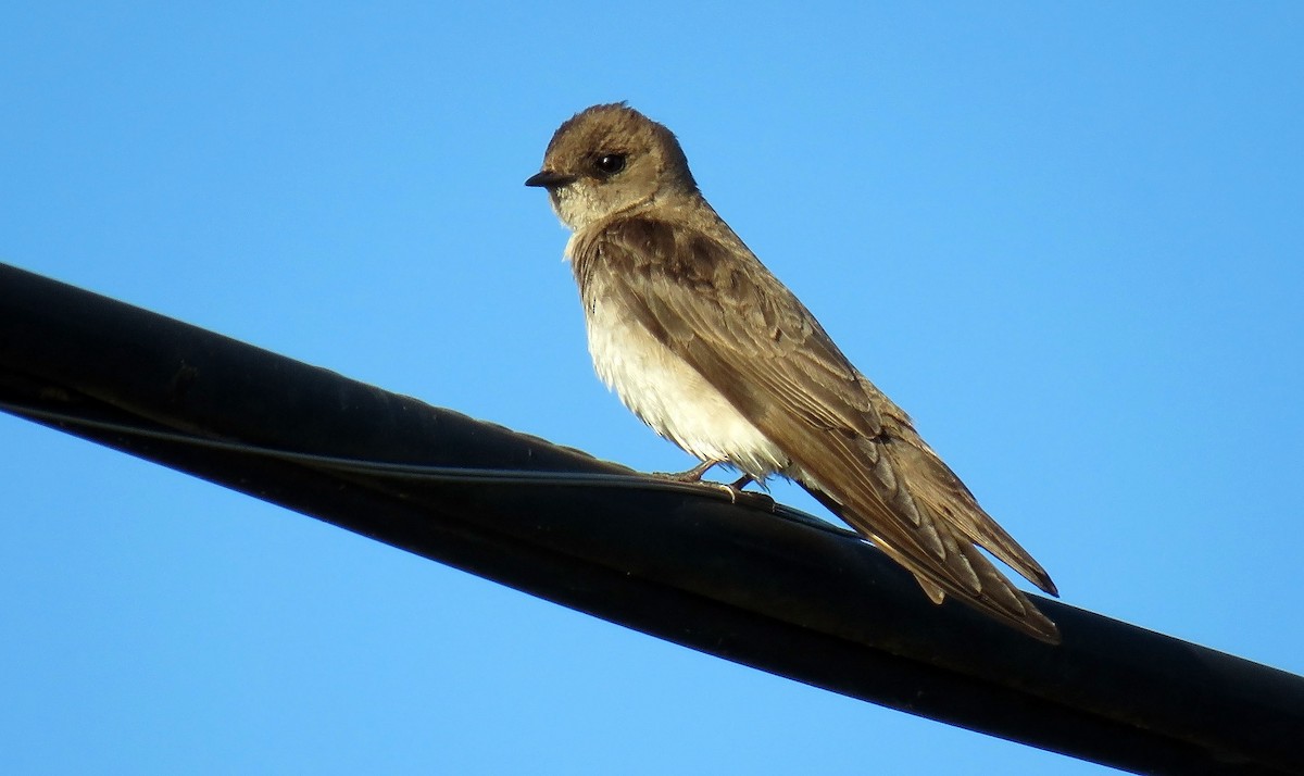 Northern Rough-winged Swallow - Toby Hardwick