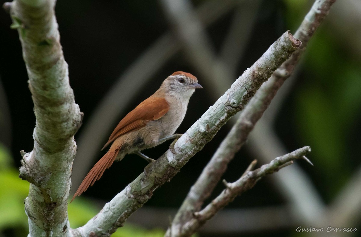 Rusty-backed Spinetail - ML101708271