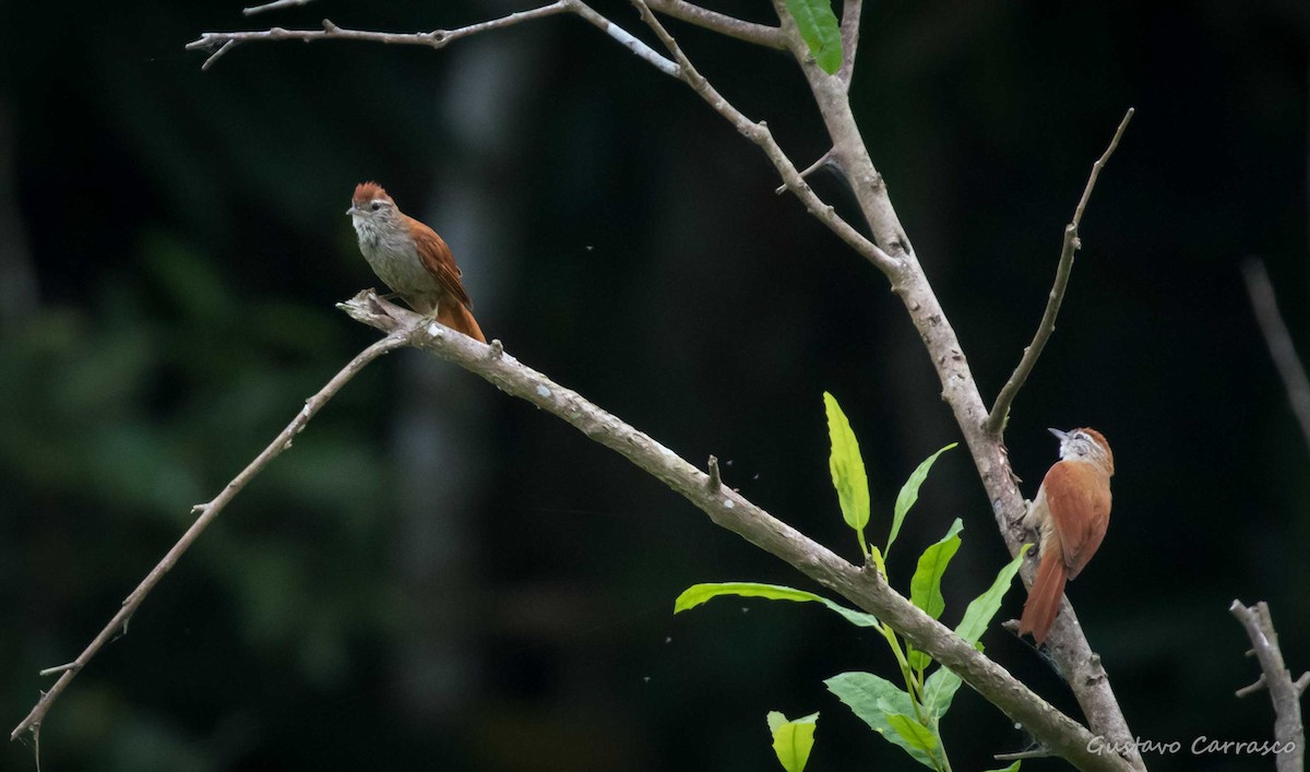 Rusty-backed Spinetail - ML101708281