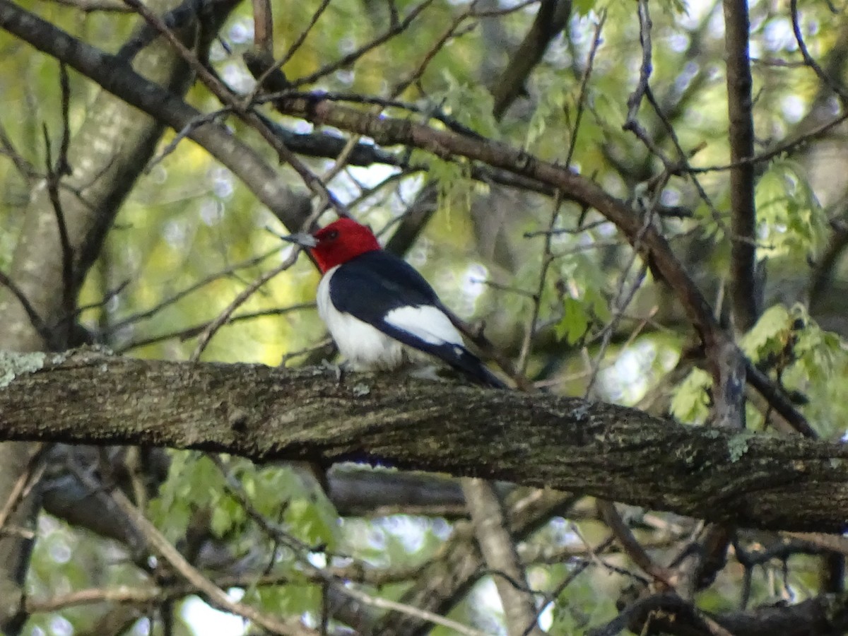 Red-headed Woodpecker - Jennifer Reck