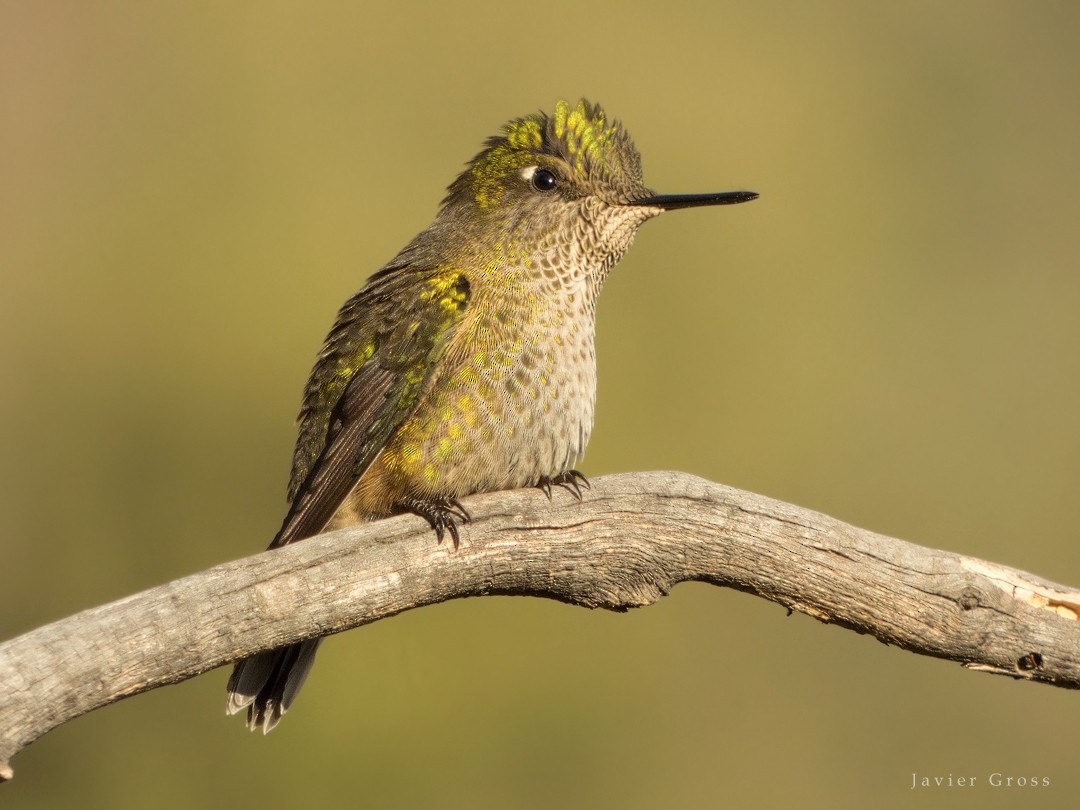 Green-backed Firecrown - ML101717311
