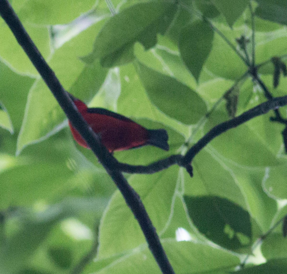 Scarlet Tanager - ML101719521