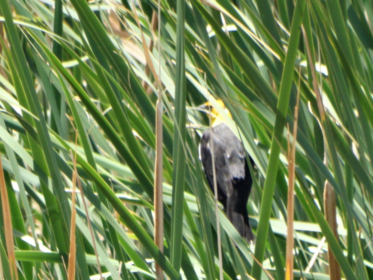 Yellow-headed Blackbird - Janine McCabe
