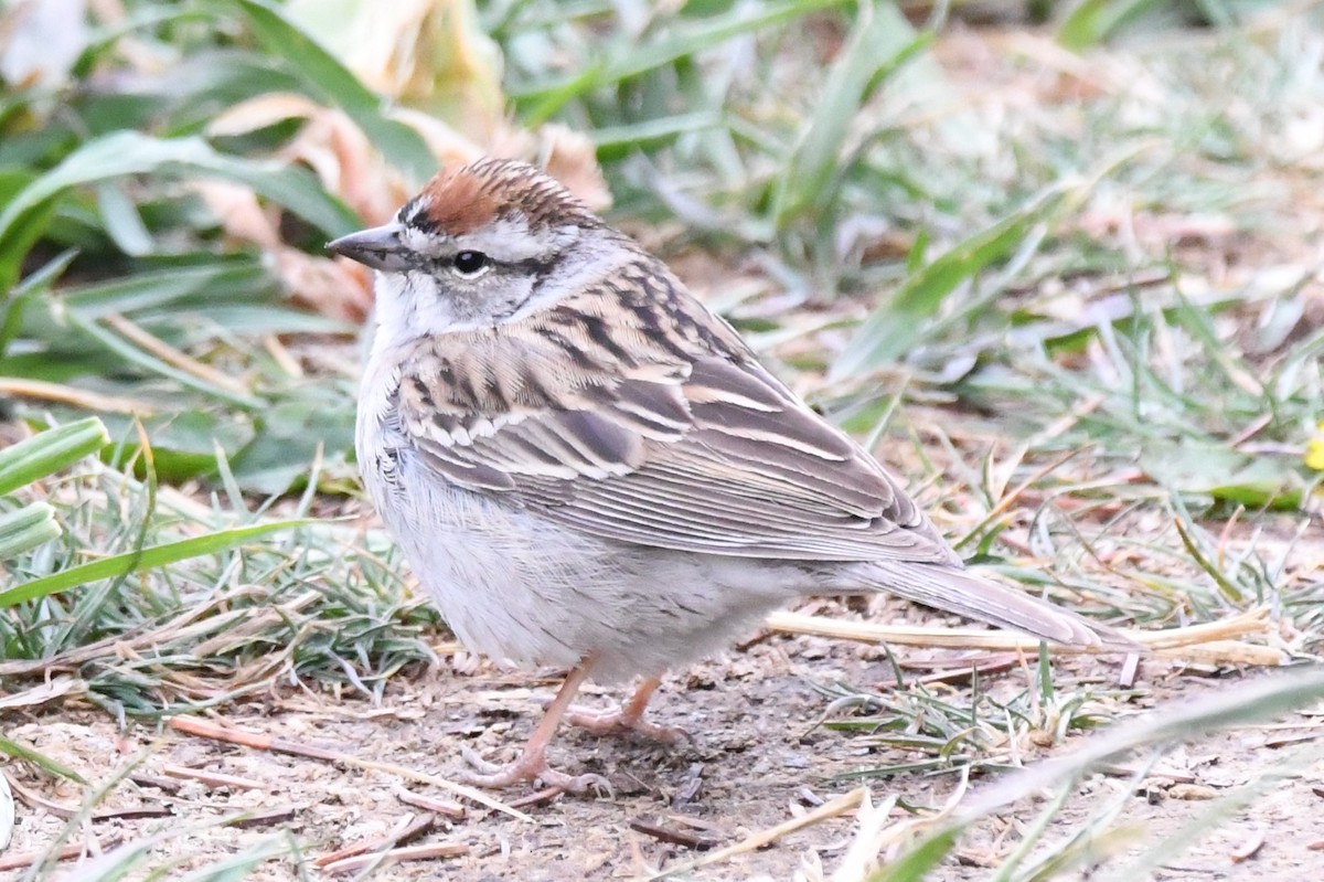 Chipping Sparrow - Cathryn Dippo