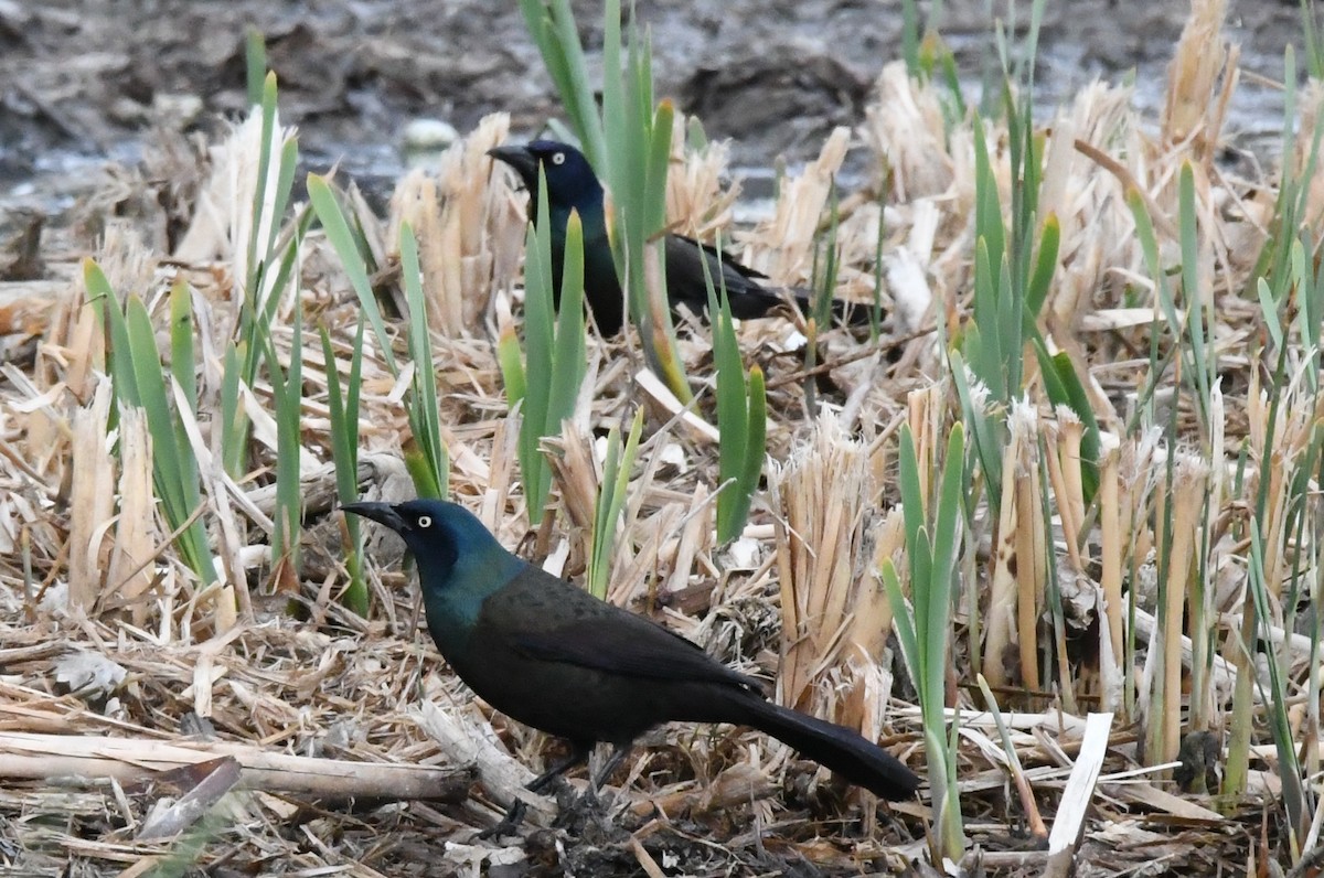Common Grackle - Cathryn Dippo