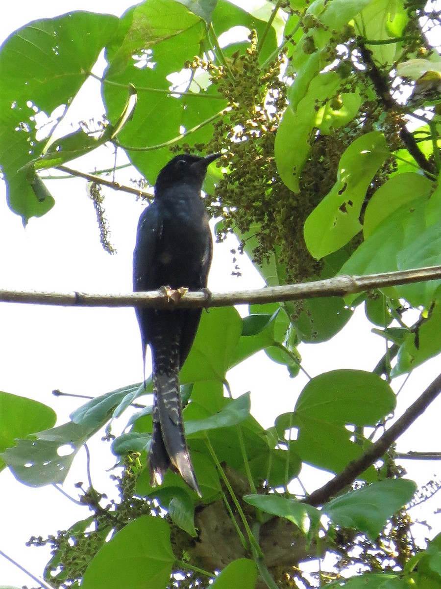 Fork-tailed Drongo-Cuckoo - Mark Smiles