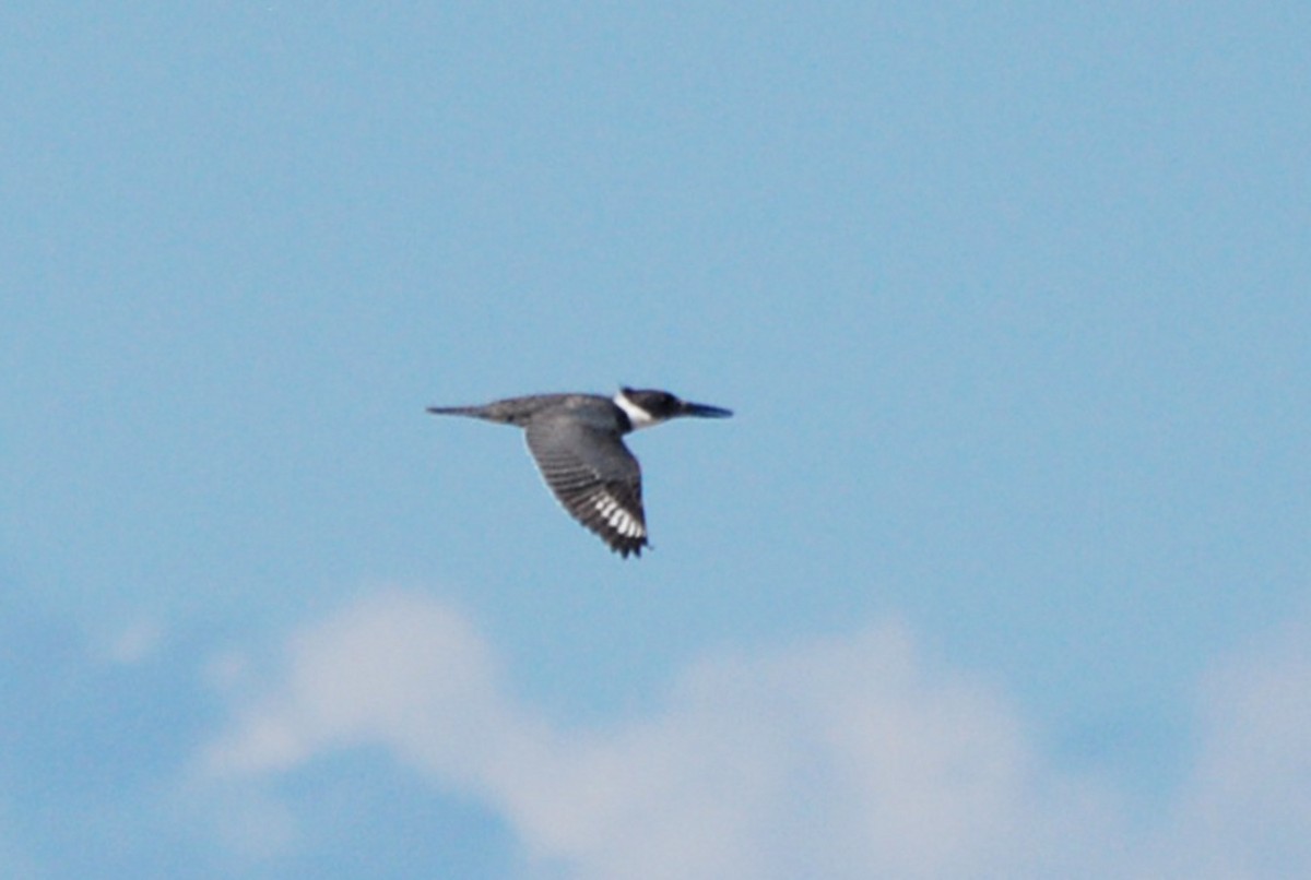 Belted Kingfisher - ML101733211