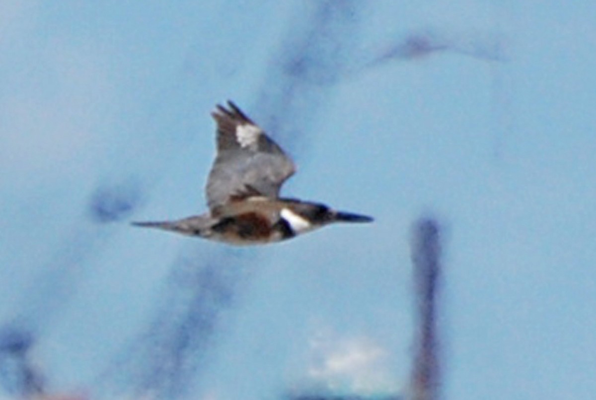 Belted Kingfisher - ML101733221