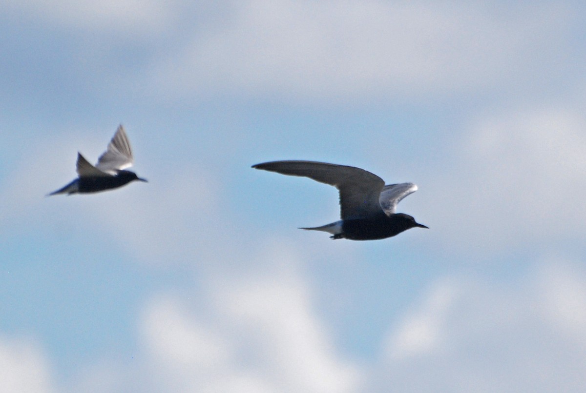 Black Tern - Robert Dobbs