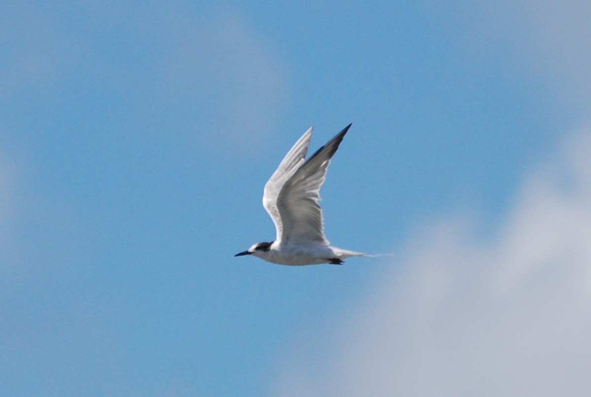 Common Tern - ML101733331