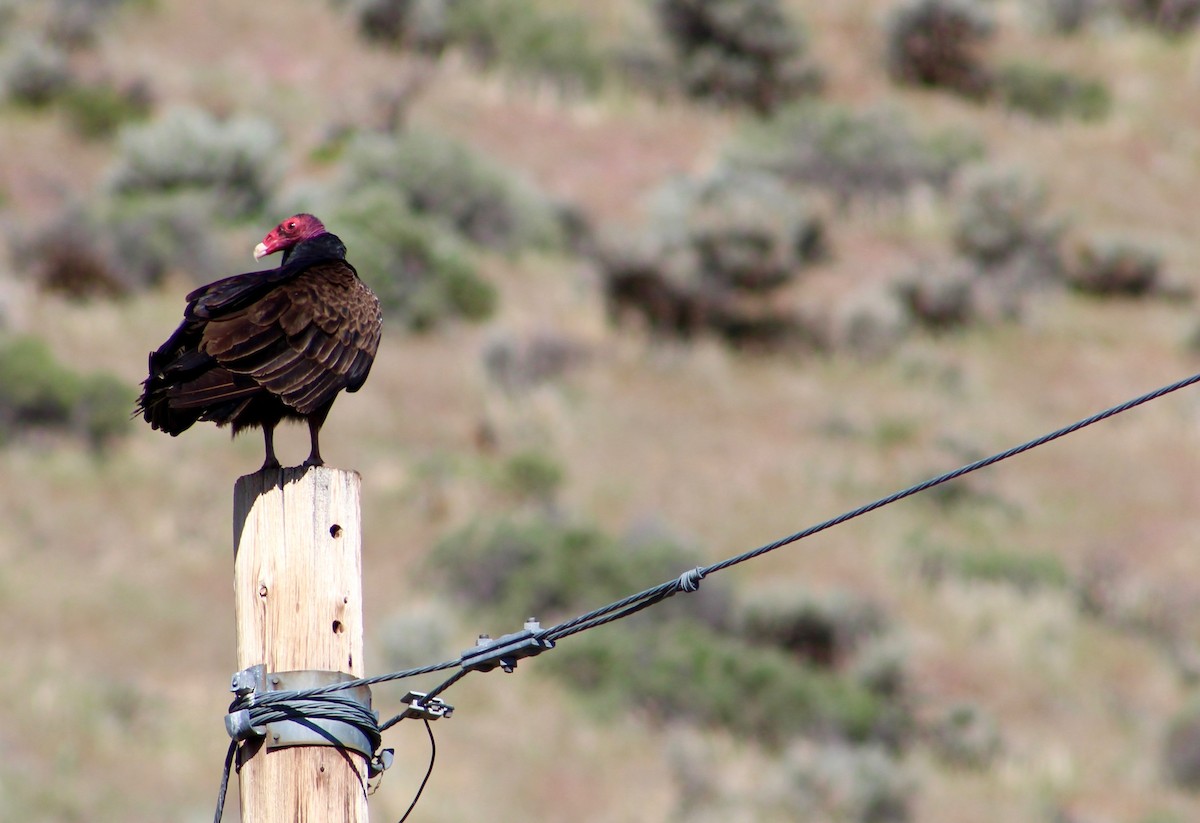 Turkey Vulture - Savannah Sexton
