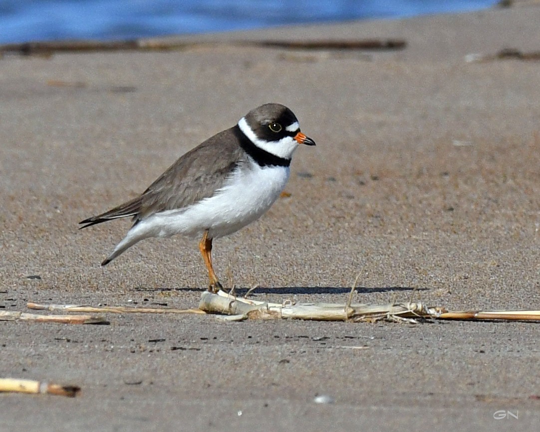 Semipalmated Plover - Gary Nelkie