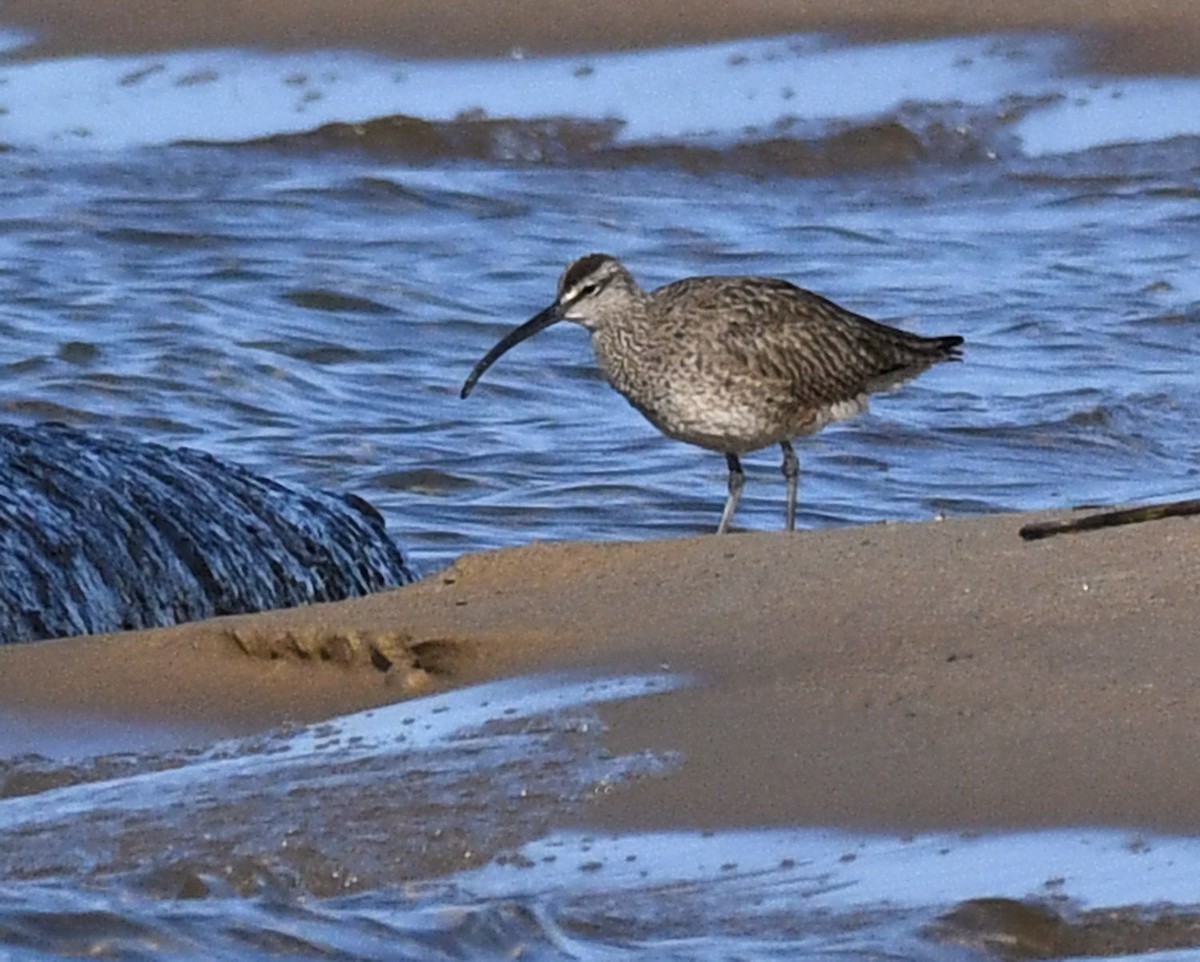 Whimbrel - Gary Nelkie