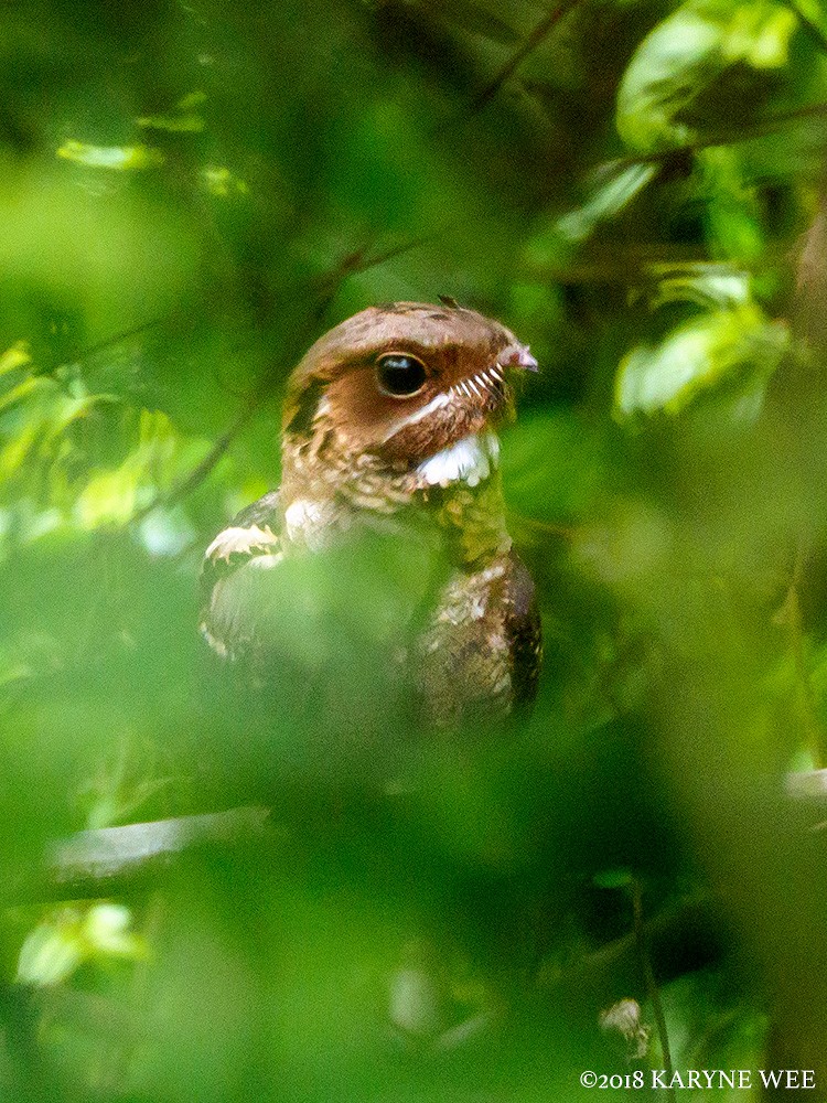 Large-tailed Nightjar - Karyne Wee