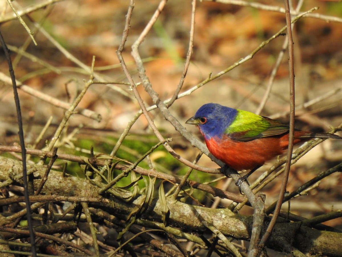 Painted Bunting - Steve Butterworth