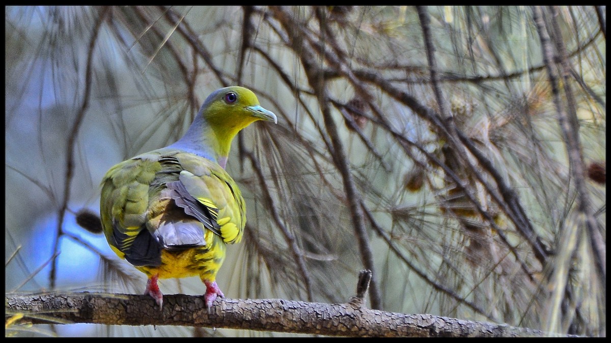 Orange-breasted Green-Pigeon - Ashish Babre