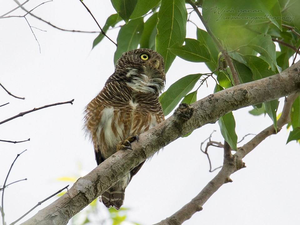Asian Barred Owlet - Wich’yanan Limparungpatthanakij
