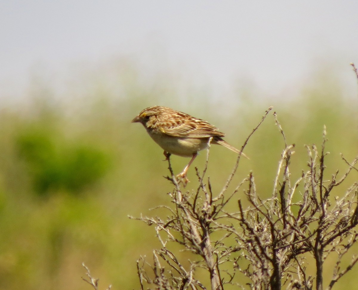 Grasshopper Sparrow - Petra Clayton
