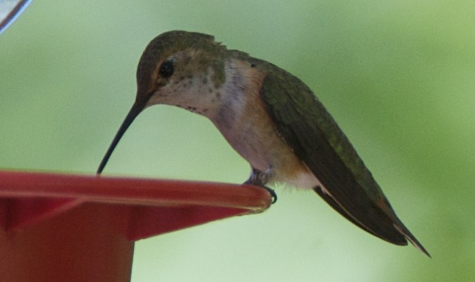 Rufous Hummingbird - Cliff Peterson