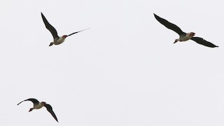 Taiga Bean-Goose, ML101744461