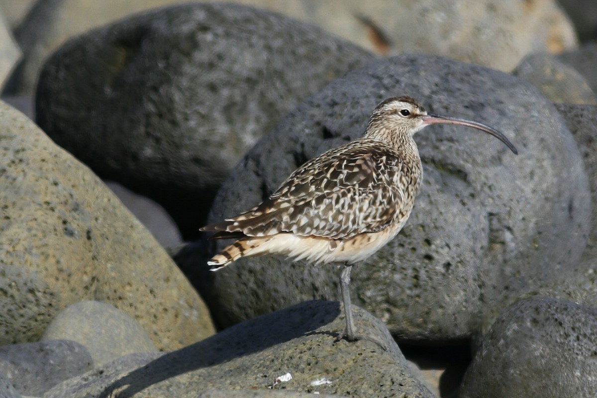 Bristle-thighed Curlew - Phil Chaon
