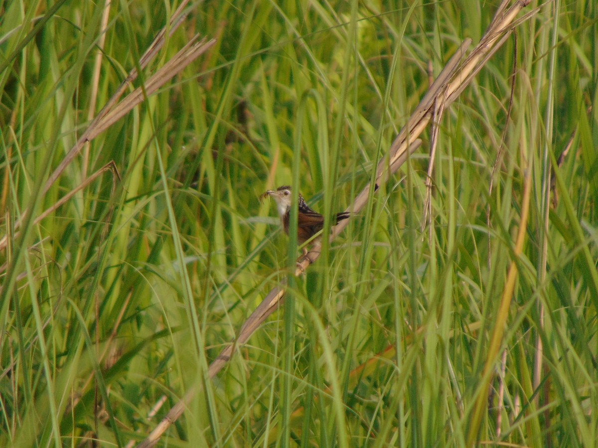 Indian Grassbird - Rustom Basumatary