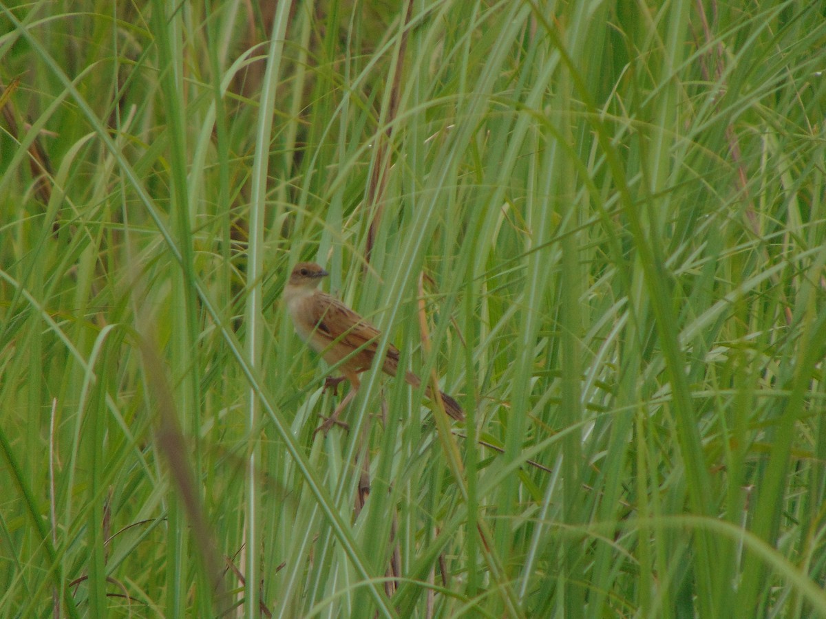 Bristled Grassbird - Rustom Basumatary