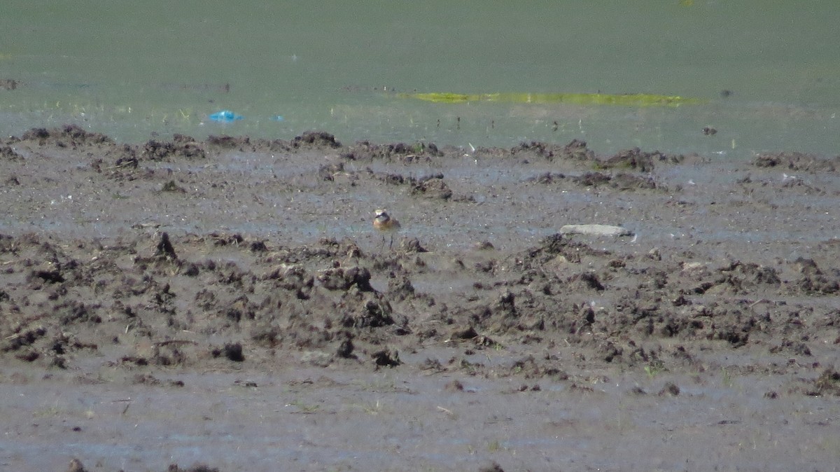 Greater Sand-Plover - Ky Clare