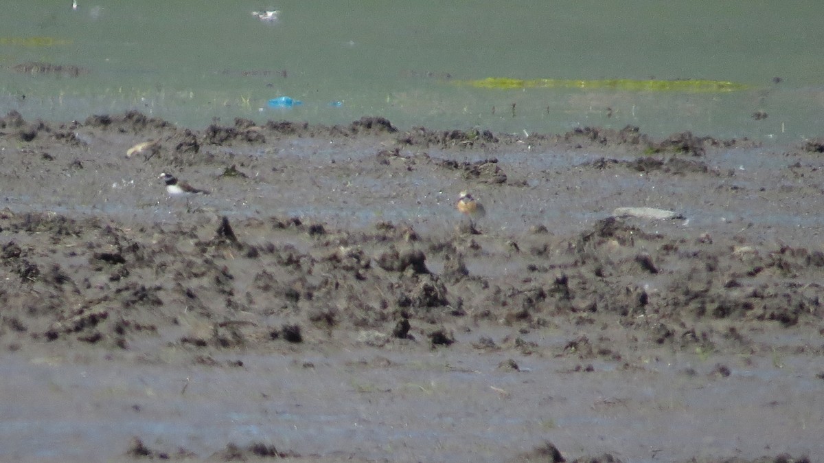 Greater Sand-Plover - Ky Clare