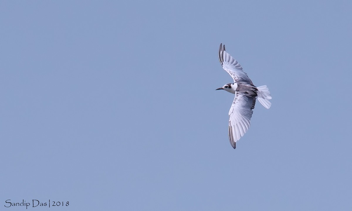White-winged Tern - ML101750521