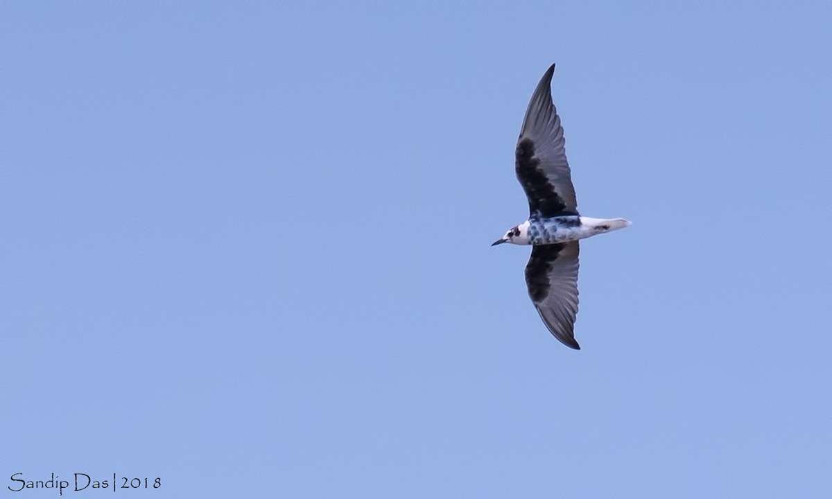White-winged Tern - Sandip Das
