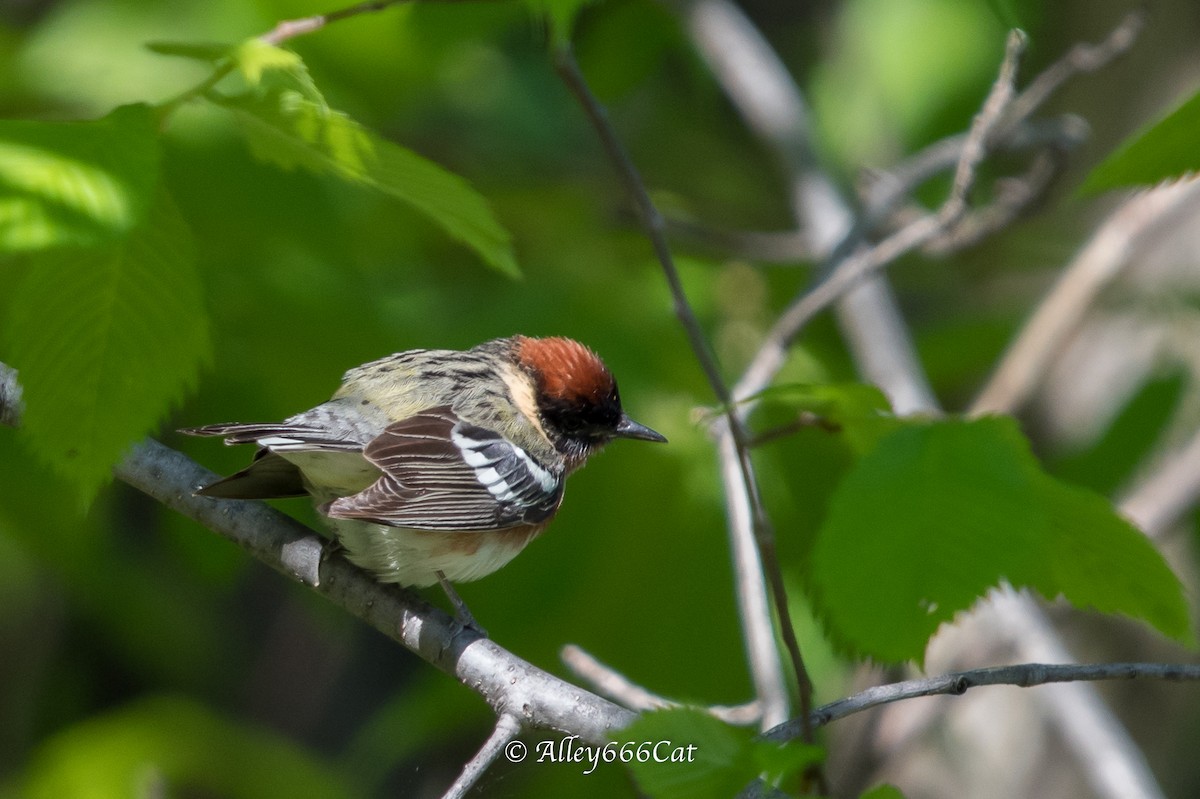 Bay-breasted Warbler - Amy Tremblay