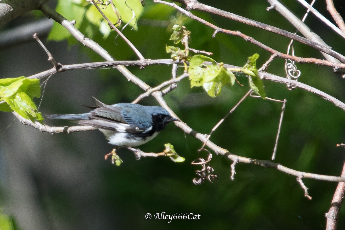 Black-throated Blue Warbler - Amy Tremblay