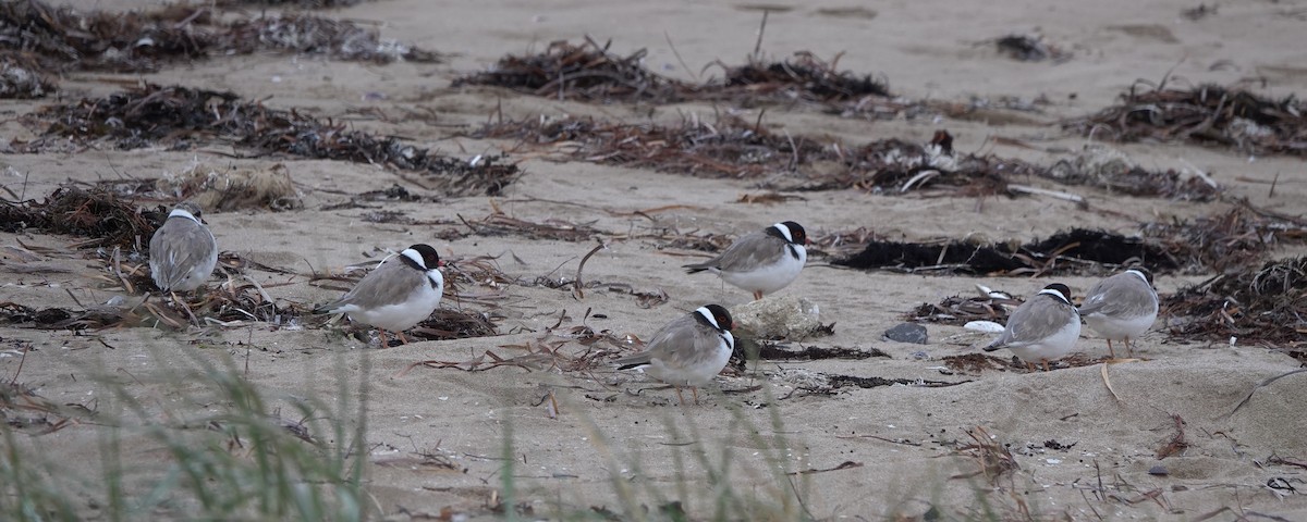 Hooded Plover - Len and Chris Ezzy