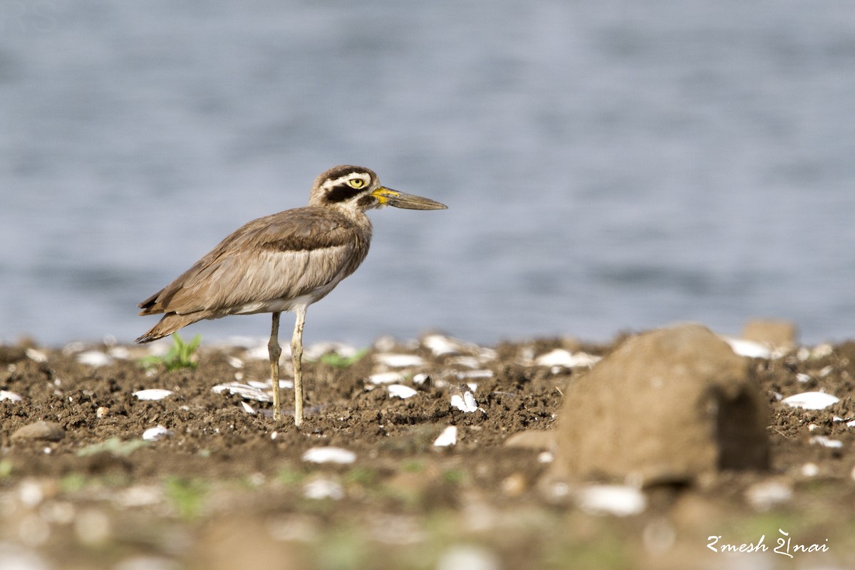 Great Thick-knee - ML101756091