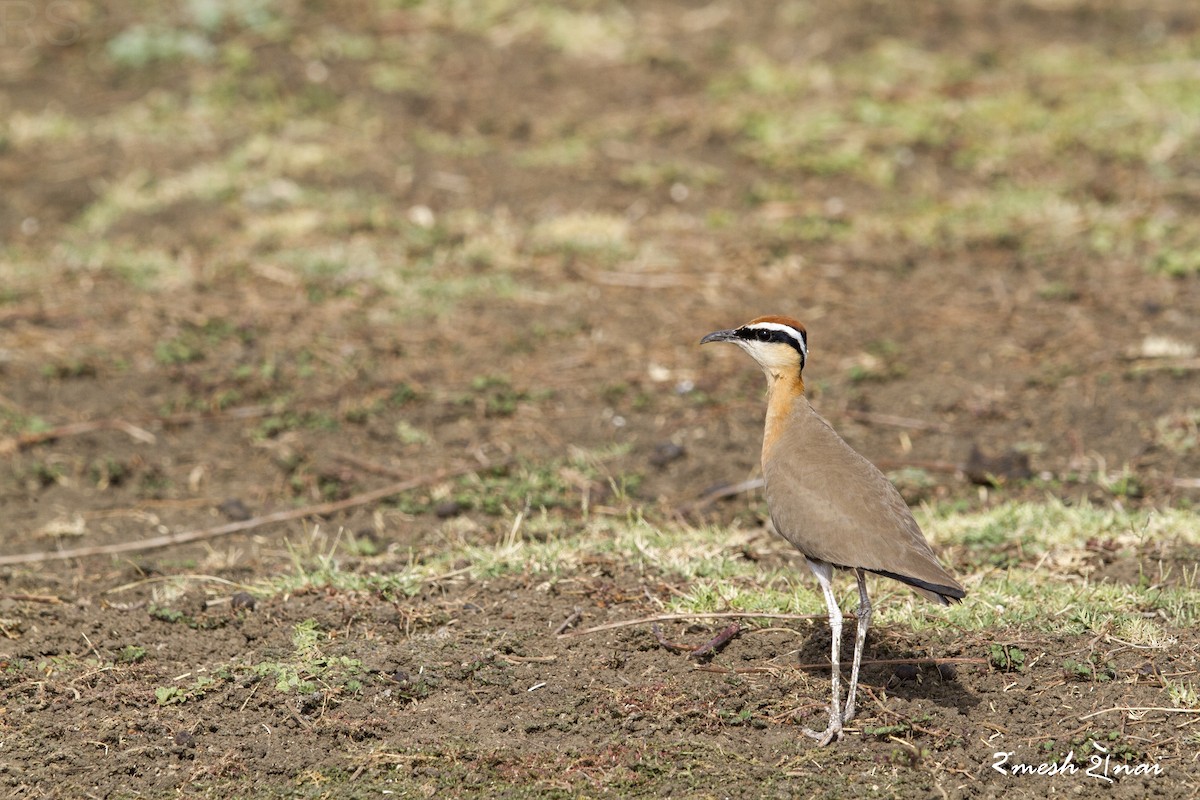 Indian Courser - ML101756291
