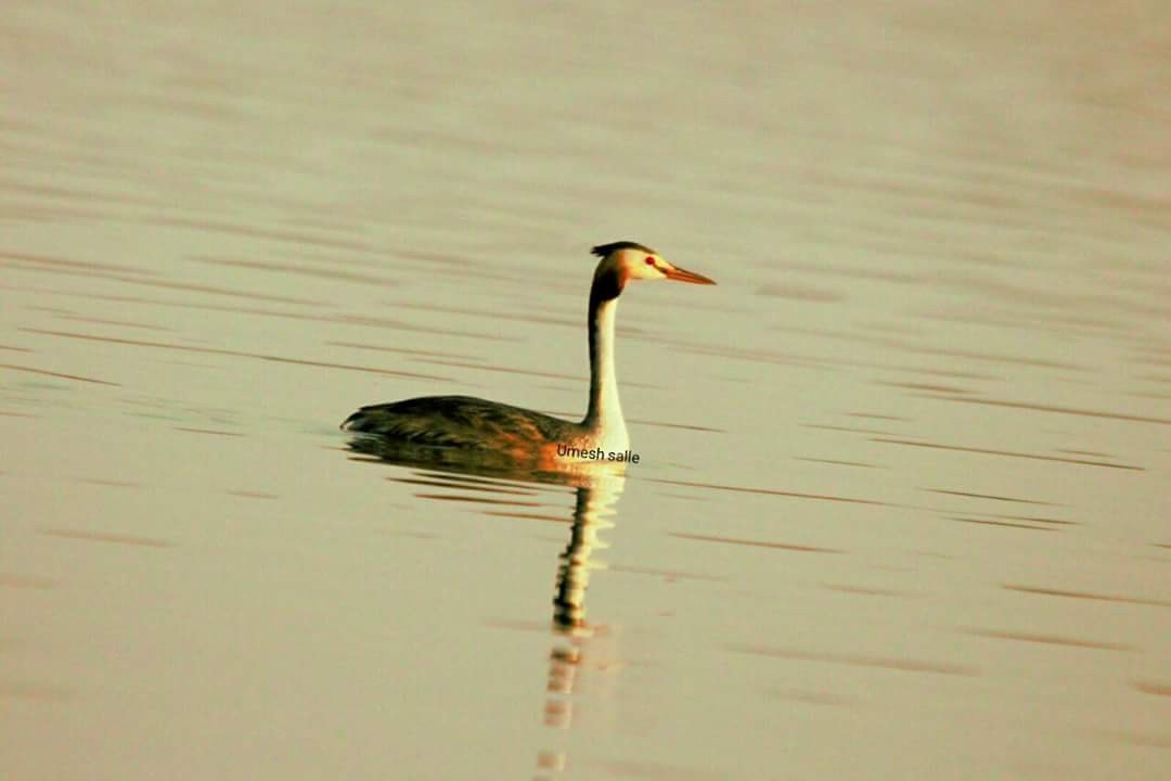 Great Crested Grebe - ML101759721