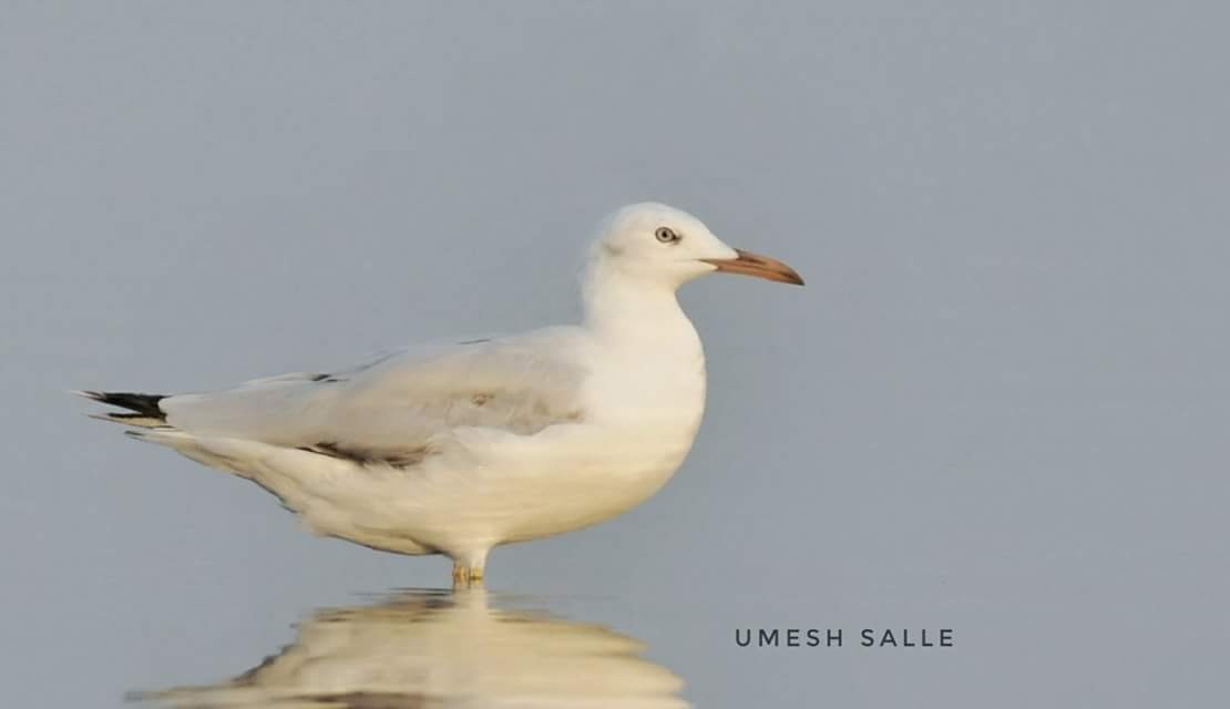 Slender-billed Gull - MH Rarities and Uncommoners (proxy account)