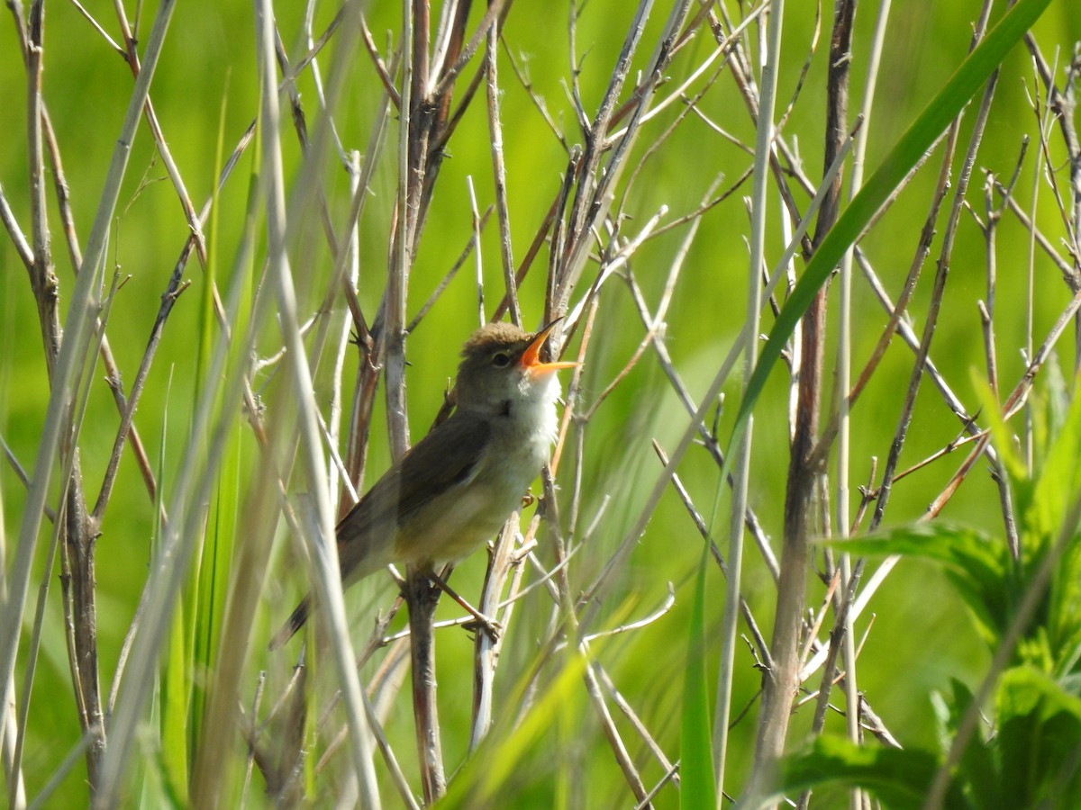 Common Reed Warbler - ML101760391