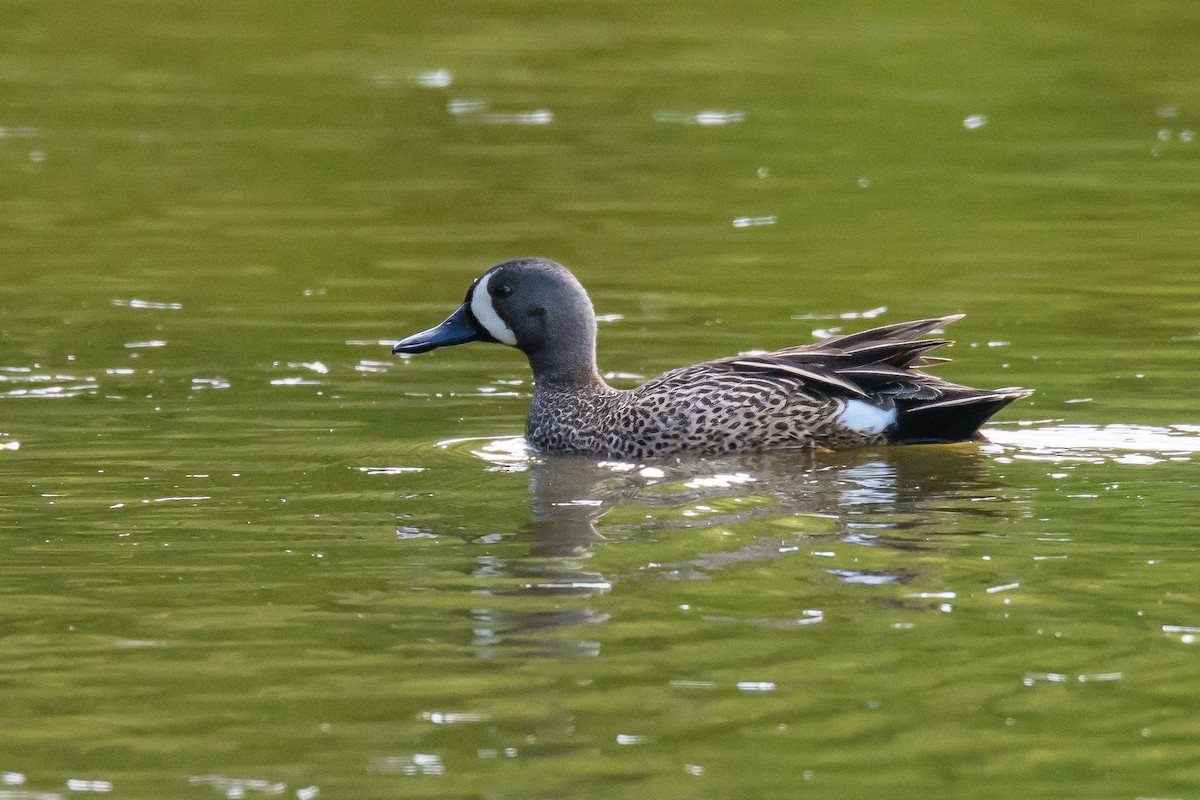 Blue-winged Teal - ML101761621